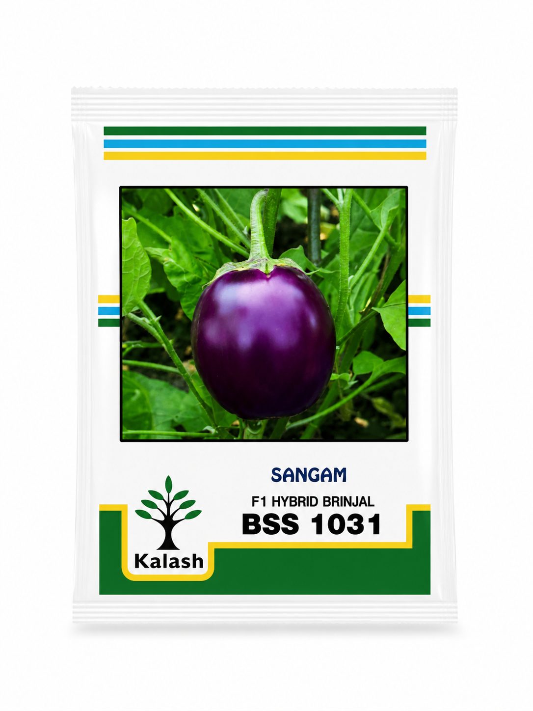 SANGAM HYBRID BRINJAL